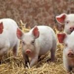 На Кіровоградщині від африканської чуми свиней гинуть тварини