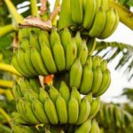 Чим небезпечні недостиглі і переспілі банани