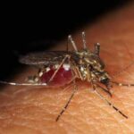Як прибрати укус комара за 20 секунд повністю