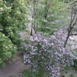 На Кіровоградщині сьогодні буде хмарно, можливий дощ