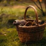 Чому звичайні гриби, які зазвичай вважаються безпечними, можуть стати небезпечними