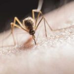 Жінок з якою групою крові обожнюють кусати комарі