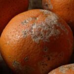 “Іноді найкраще — попрощатися”: Що робити, якщо на фрукті або…
