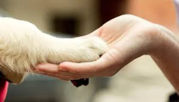 Зоопсихолог: хто це, і коли потрібна допомога спеціаліста з поведінки тварин?