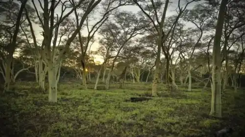 Жираф-невидимка на знімку: зможете відшукати?