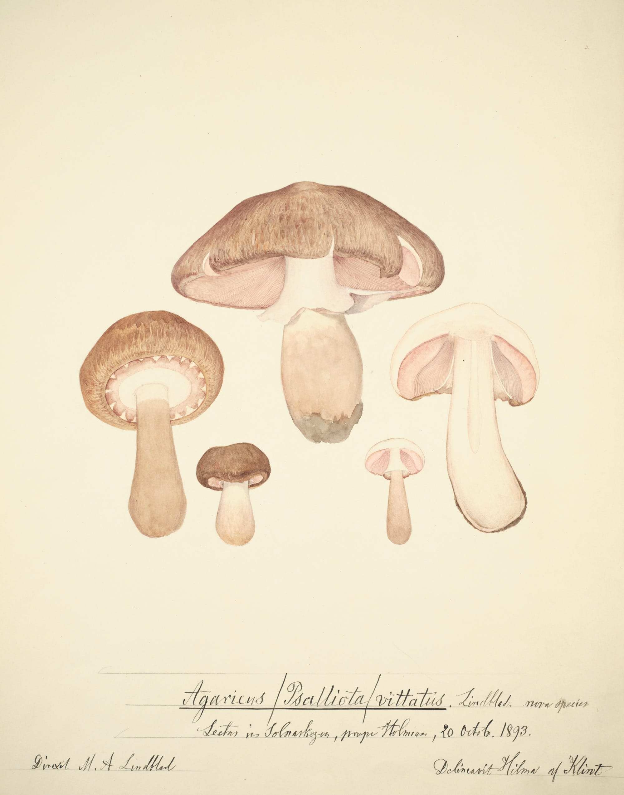 an illustration of a collection of mushrooms