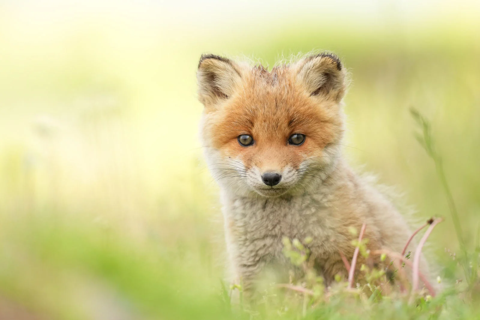 Молодий лисеня з м'яким хутром і темними очима сидить на трав'янистій галявині, дивлячись прямо в камеру.
