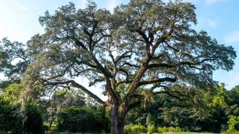 Witness tree in Eutaw Springs, South Carolina