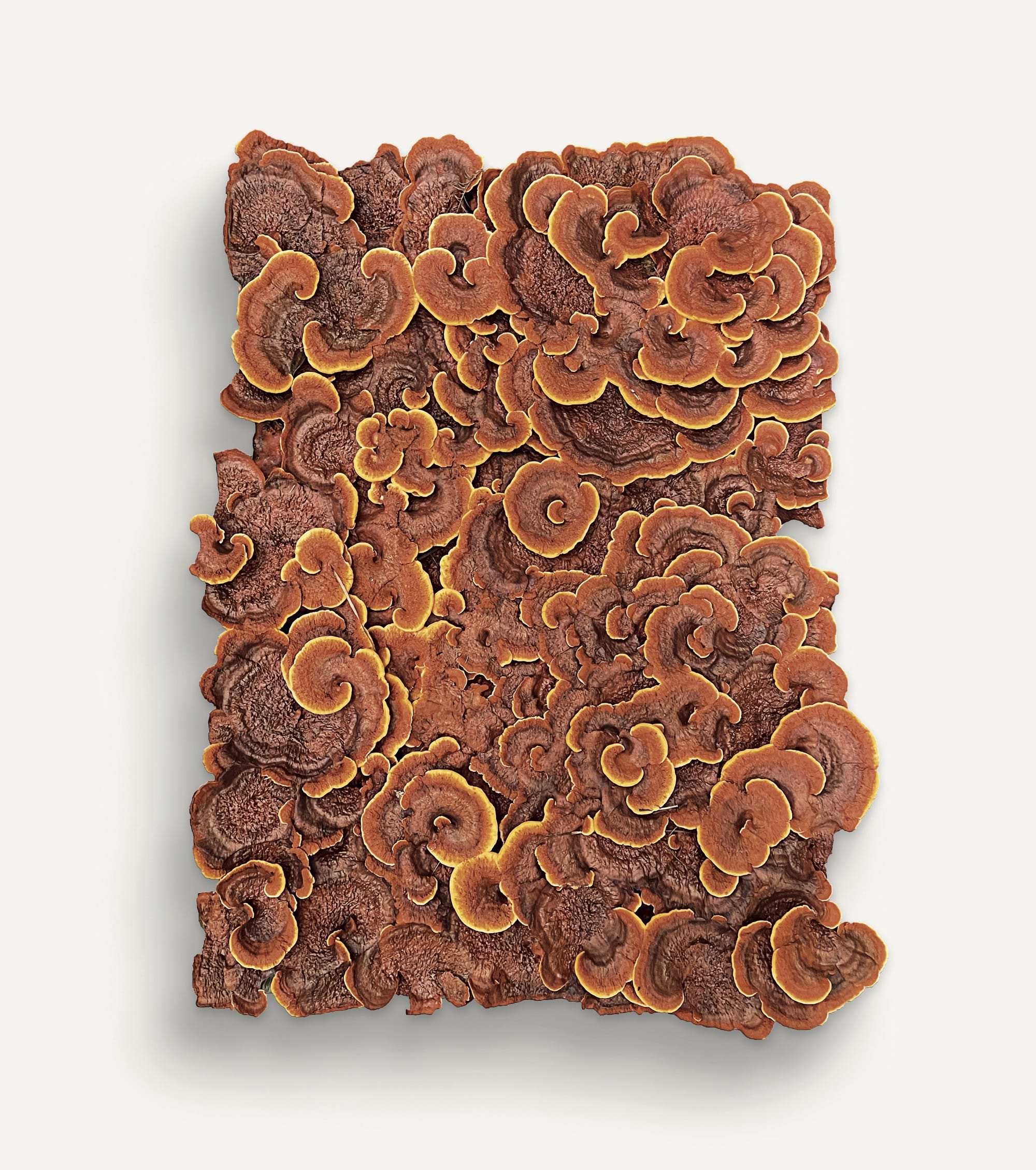 red-orange fungi grow on a rectangular shape