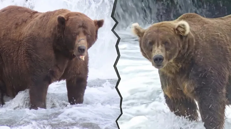 a side by side of two large male brown bears standing in a river