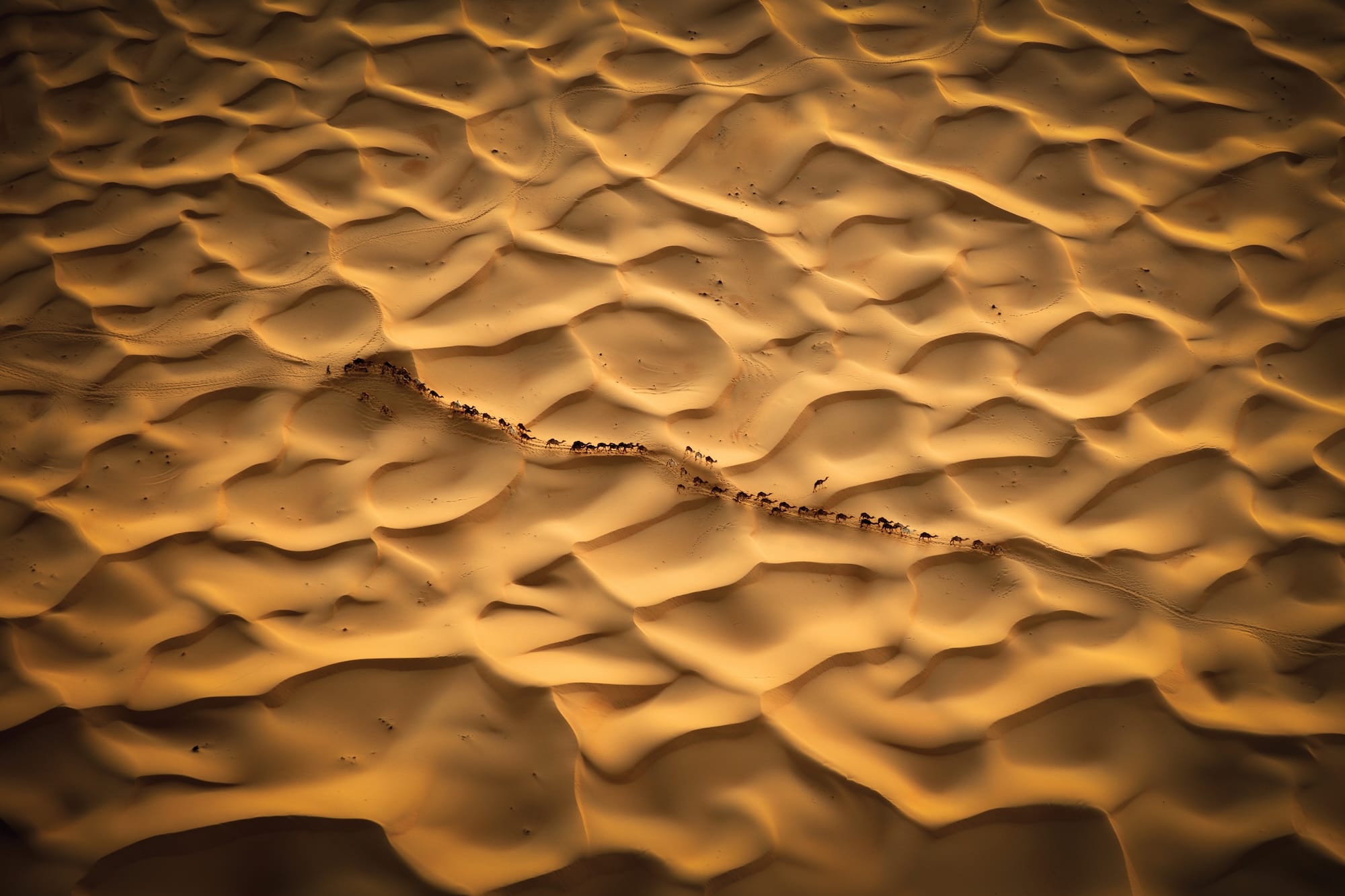 AERIAL PHOTOGRAPH OF A DESERT WITH A LINE OF CAMELS MOVING ACROSS IT
