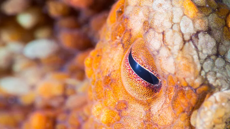 Підводне макрофото ока двоплямистого восьминога (Octopus bimaculoides) на острові Каталіна, Каліфорнія.